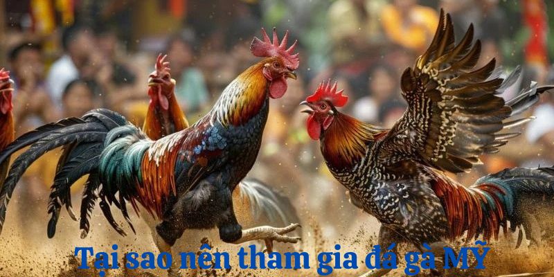 Tổng hợp những ưu điểm mà chọi gà mỹ J88 mang lại