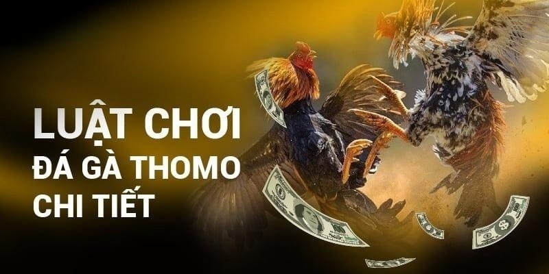 Luật đá gà Thomo cơ bản cho các hội viên